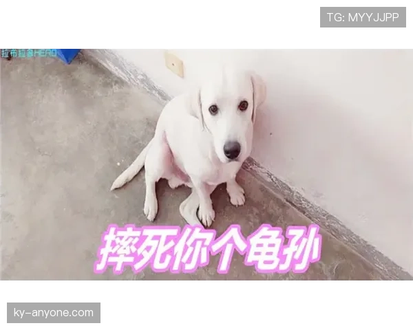 张楠退役后住进月租八万的顶层复式，每天五点起床遛狗顺带跑个半马